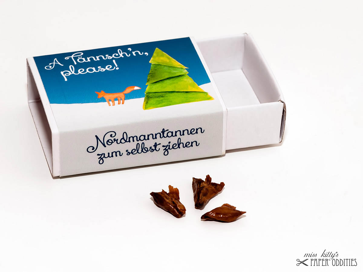 Streichholzschachtel mit Nordmannsamen zum selbst ziehen